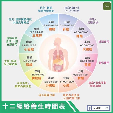 十二時辰經絡表|一張圖看十二經絡養生時間表，依循作息養生事半功倍！